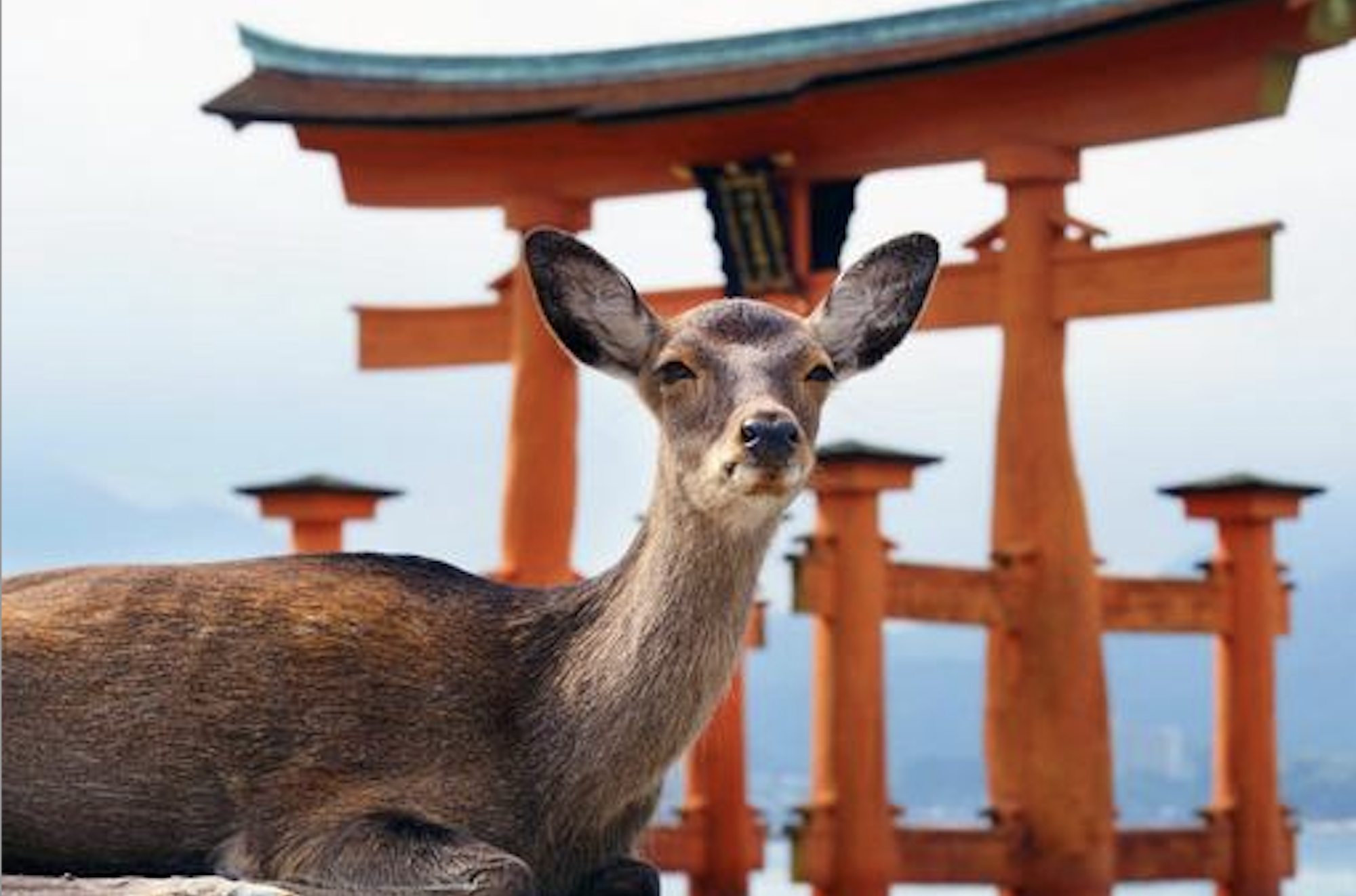 Hiroshima & Miyajima Private Custom Tour with Local Guide