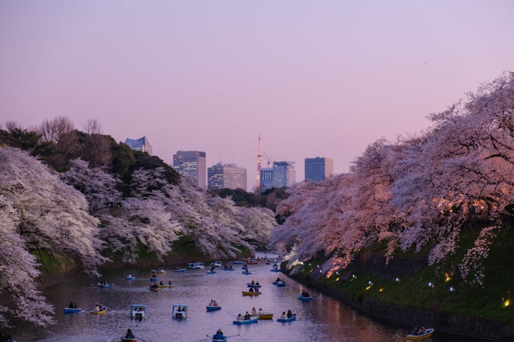 :best places to see cherry blossoms japan tokyo night