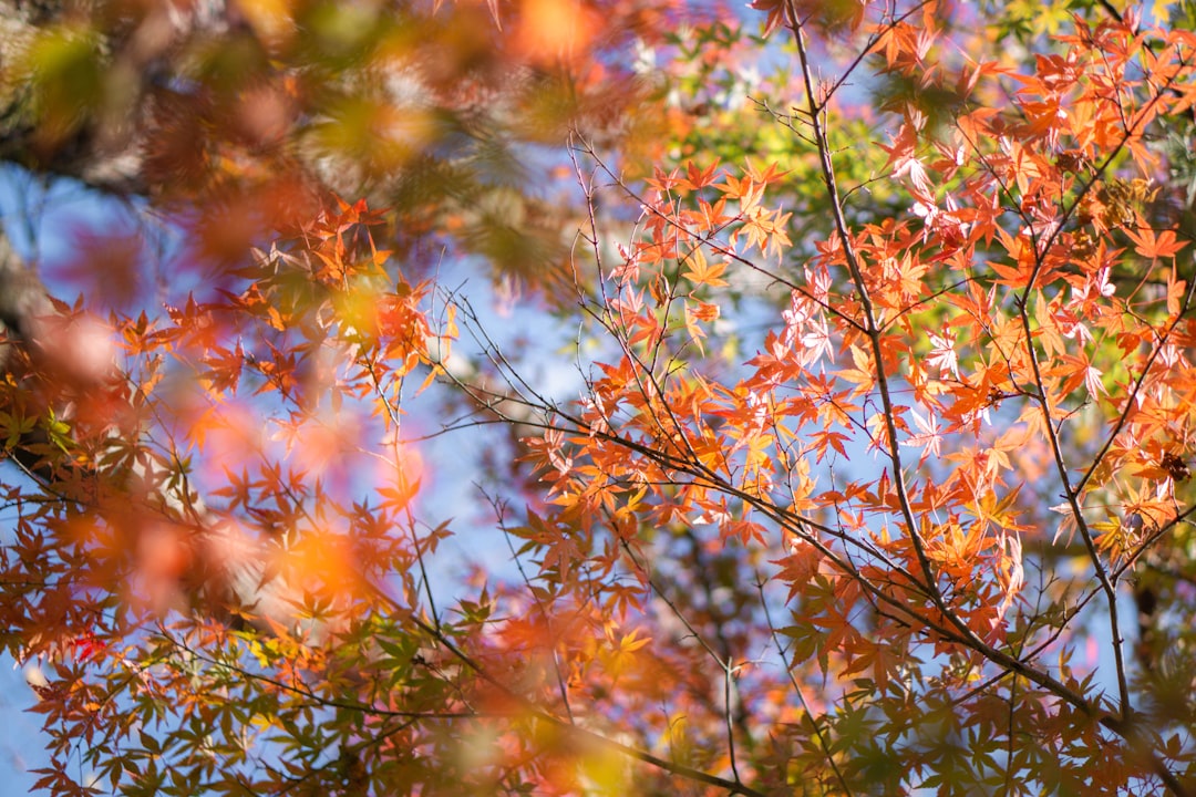 What to Eat in October — Japan travel