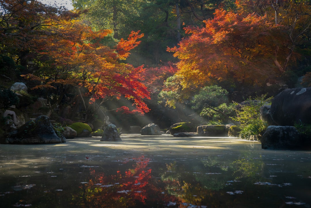:early autumn leaves japan october hokkaido daisetsuzan