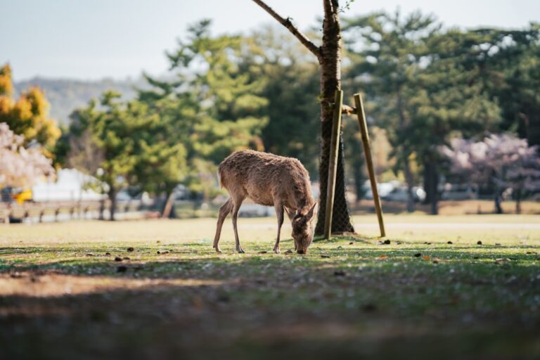 ：nara deer bowing interesting facts about japan