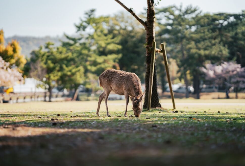 ：nara deer bowing interesting facts about japan
