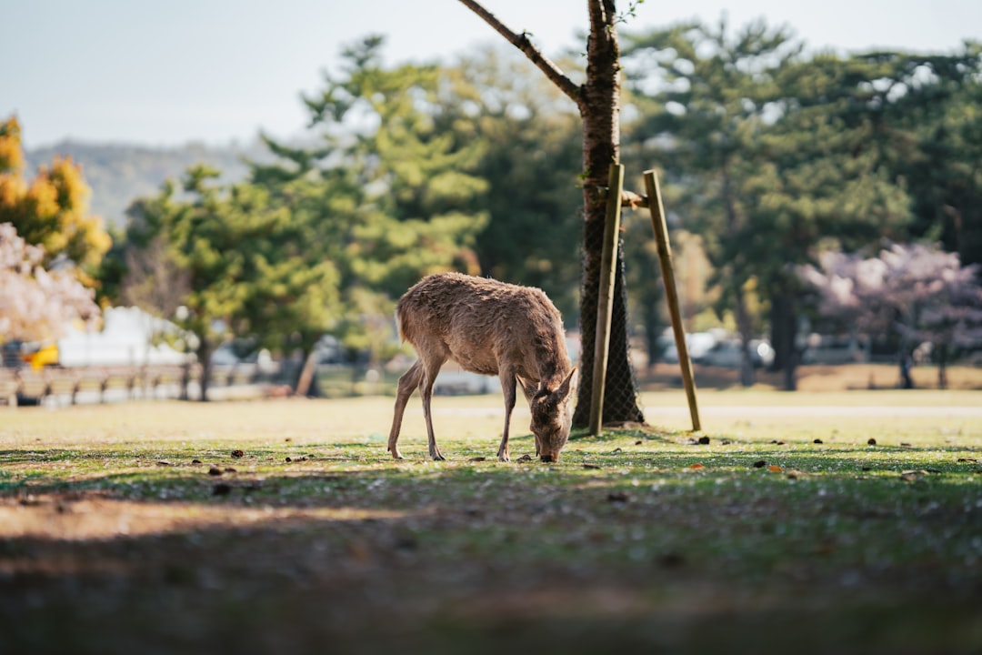 :nara deer bowing interesting facts about japan