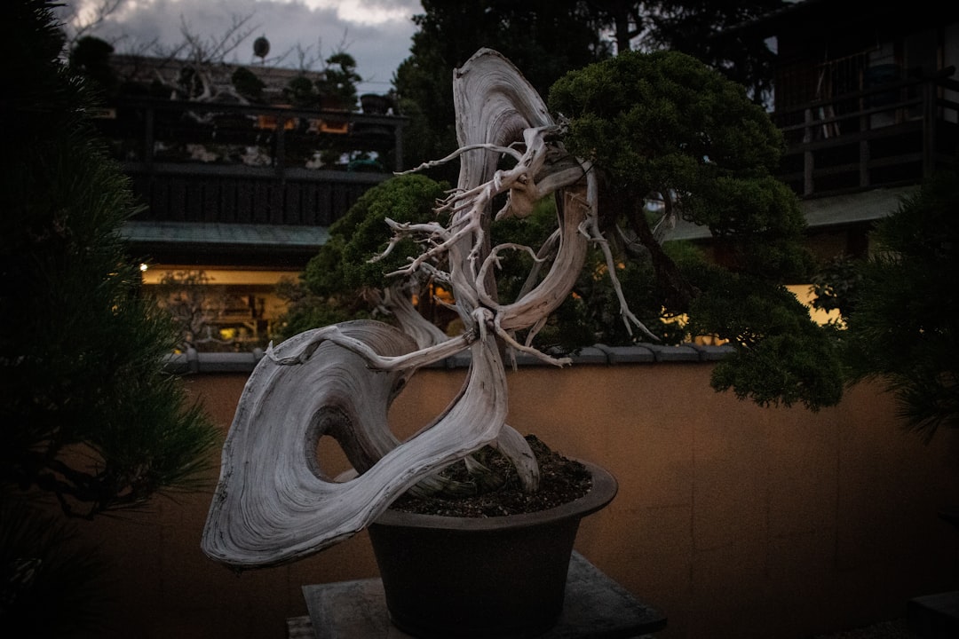 Why Bonsai Styles Matter — Japan travel