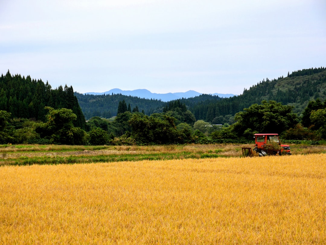 :japan rice terraces autumn october hoshitoge niigata