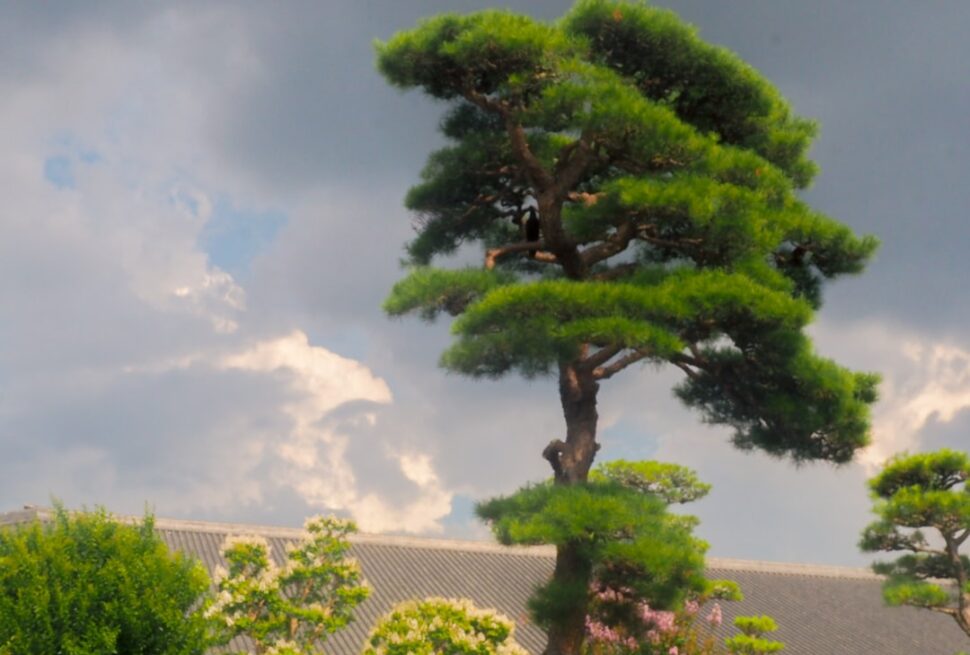 ：bonsai styles formal upright pine tree