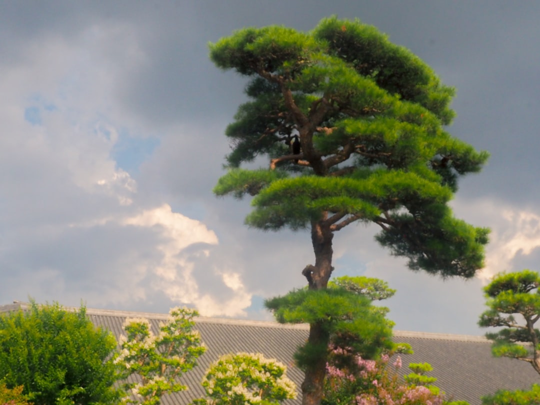 :bonsai styles formal upright pine tree