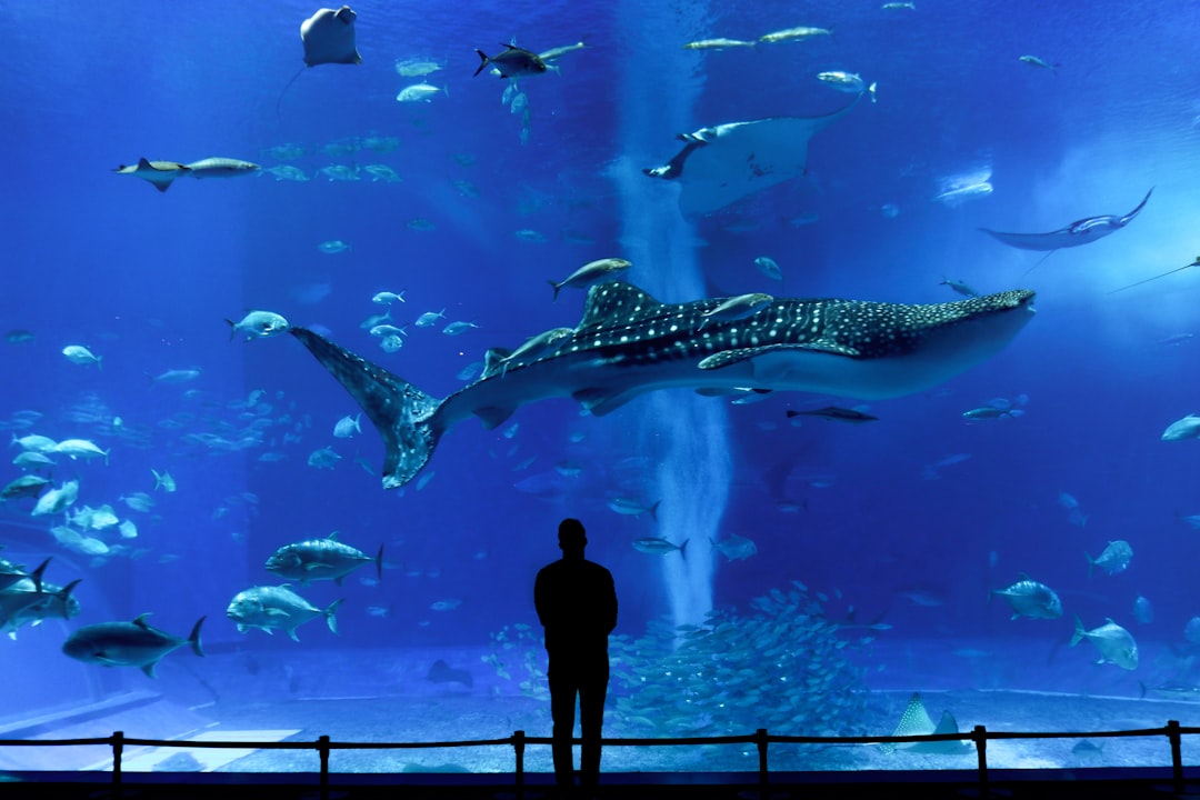：churaumi aquarium whale shark okinawa