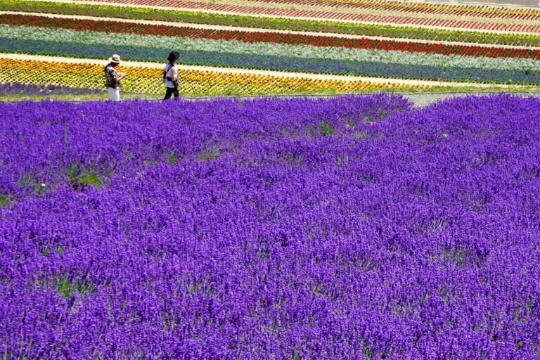 ：things to do in hokkaido furano lavender fields farm tomita