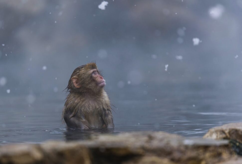 ：snow monkey park jigokudani macaque hot spring