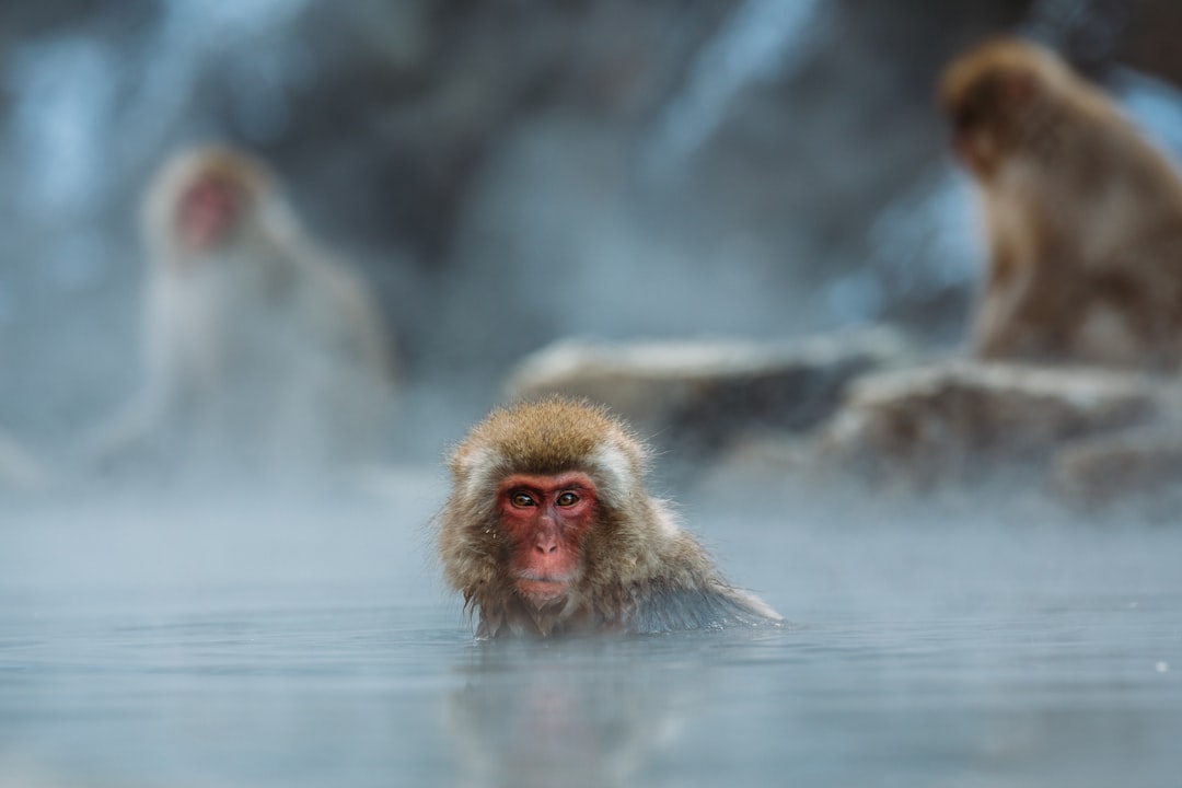 Macaques in the Hot Spring — Japan travel