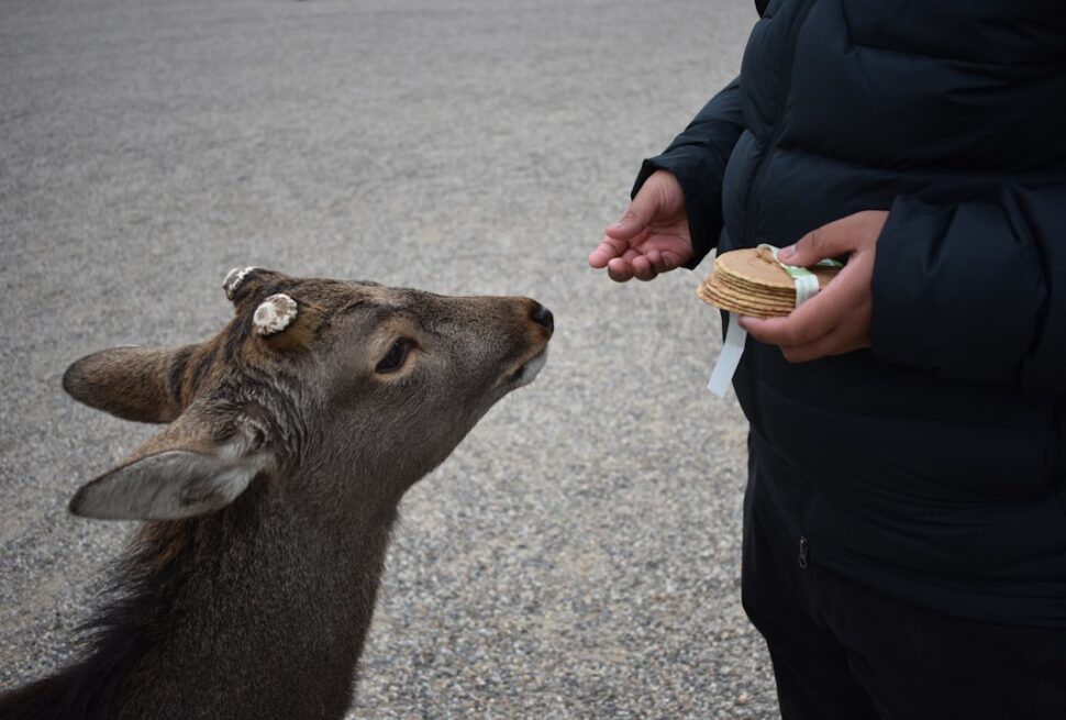 ：nara deer park bowing deer feeding crackers