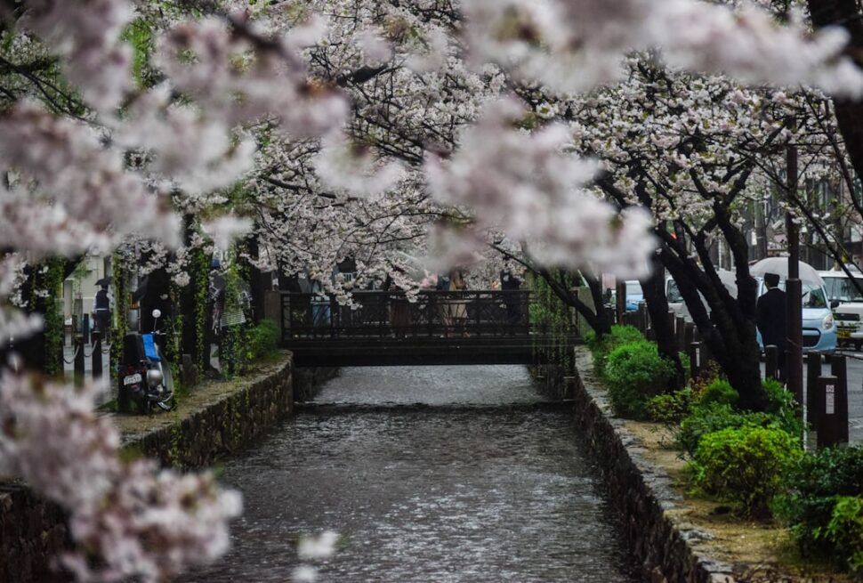 ：philosophers path kyoto canal cherry blossom