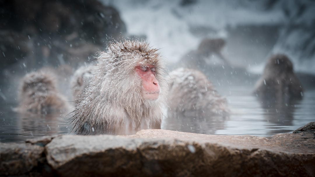：japan nature jigokudani snow monkey hot spring nagano