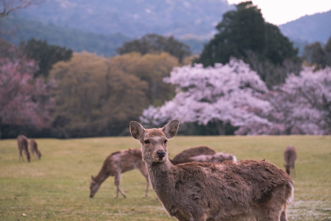 Meeting Nara's Sacred Deer — Japan travel