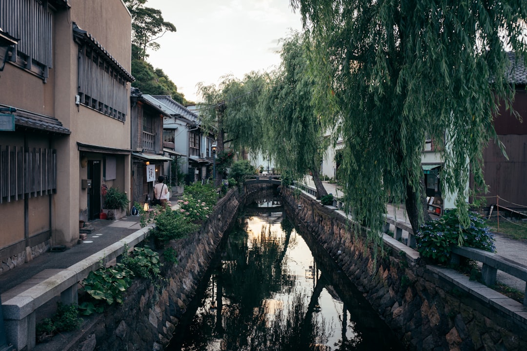 :willow trees and stone bridges along the canal in kinosaki onsen