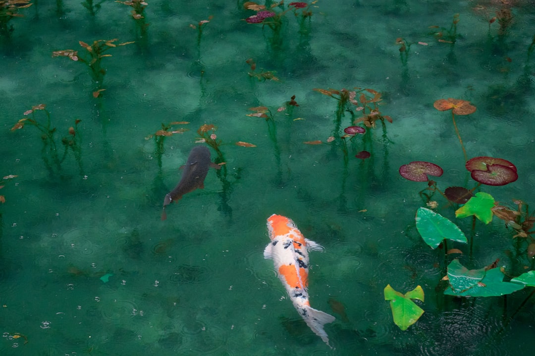 The Ponds Worth Finding — Japan travel