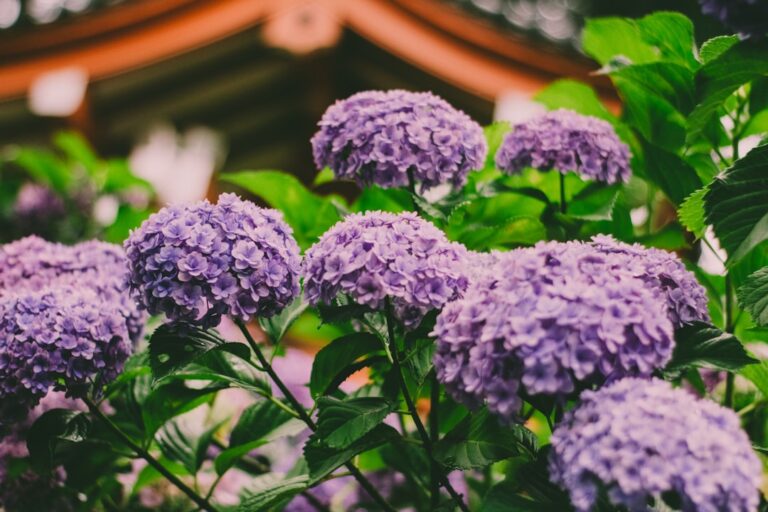 ：hydrangeas blooming in the rain at a japanese temple in june