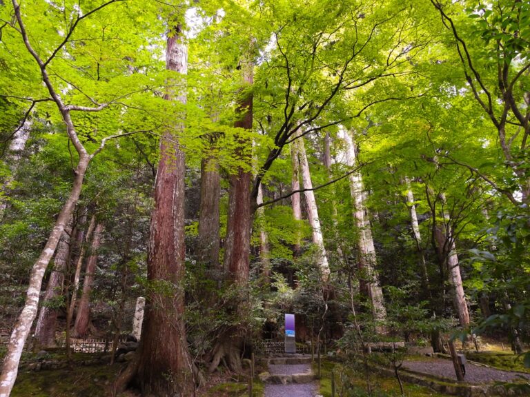 ：mossy stone steps on the kumano kodo pilgrimage trail in the kii mountains