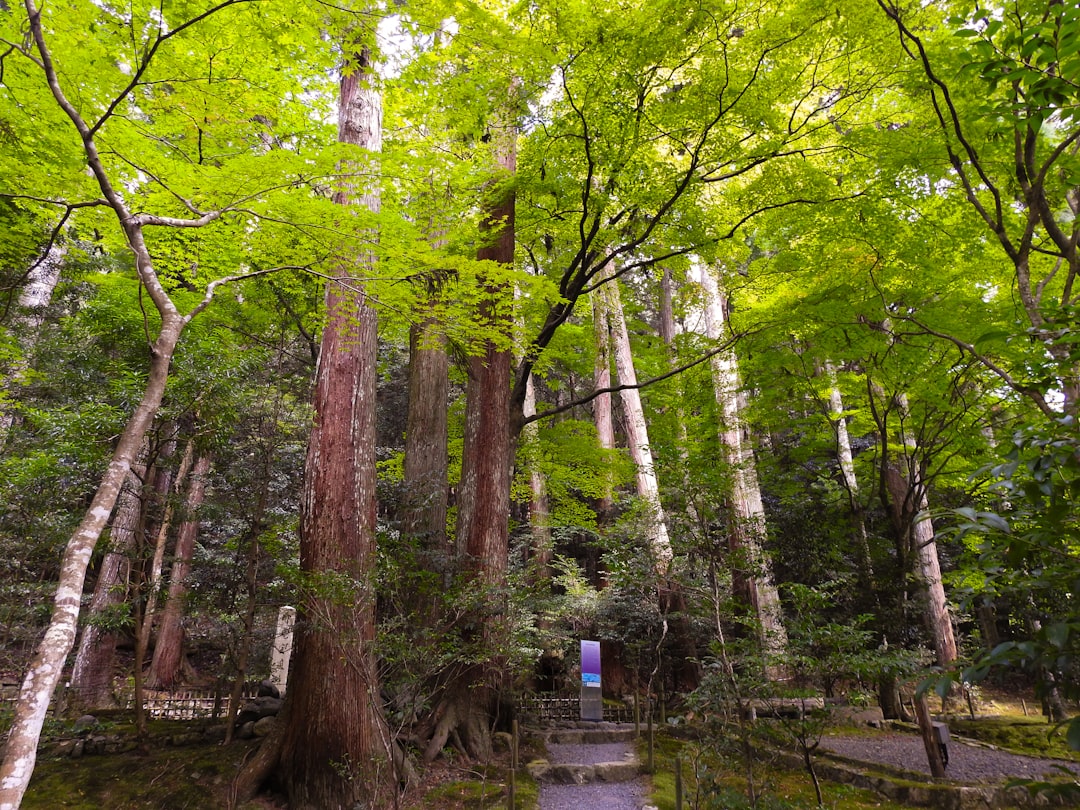 :mossy stone steps on the kumano kodo pilgrimage trail in the kii mountains