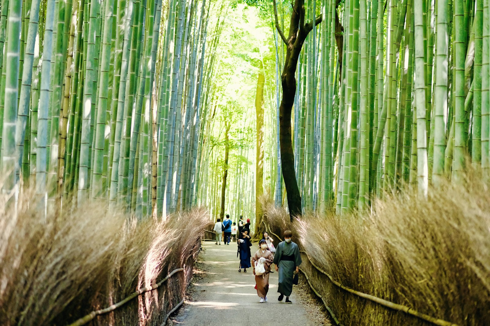:arashiyama bamboo grove kyoto walking path