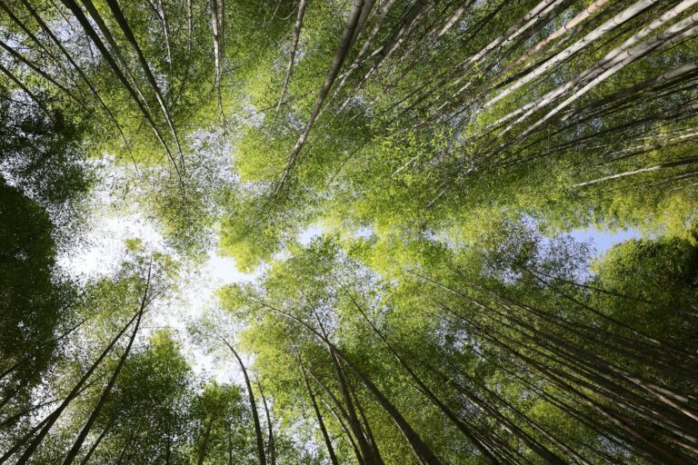Looking up through a dense green bamboo forest