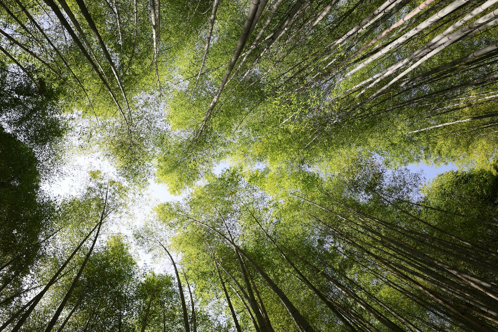 Looking up through a dense green bamboo forest
