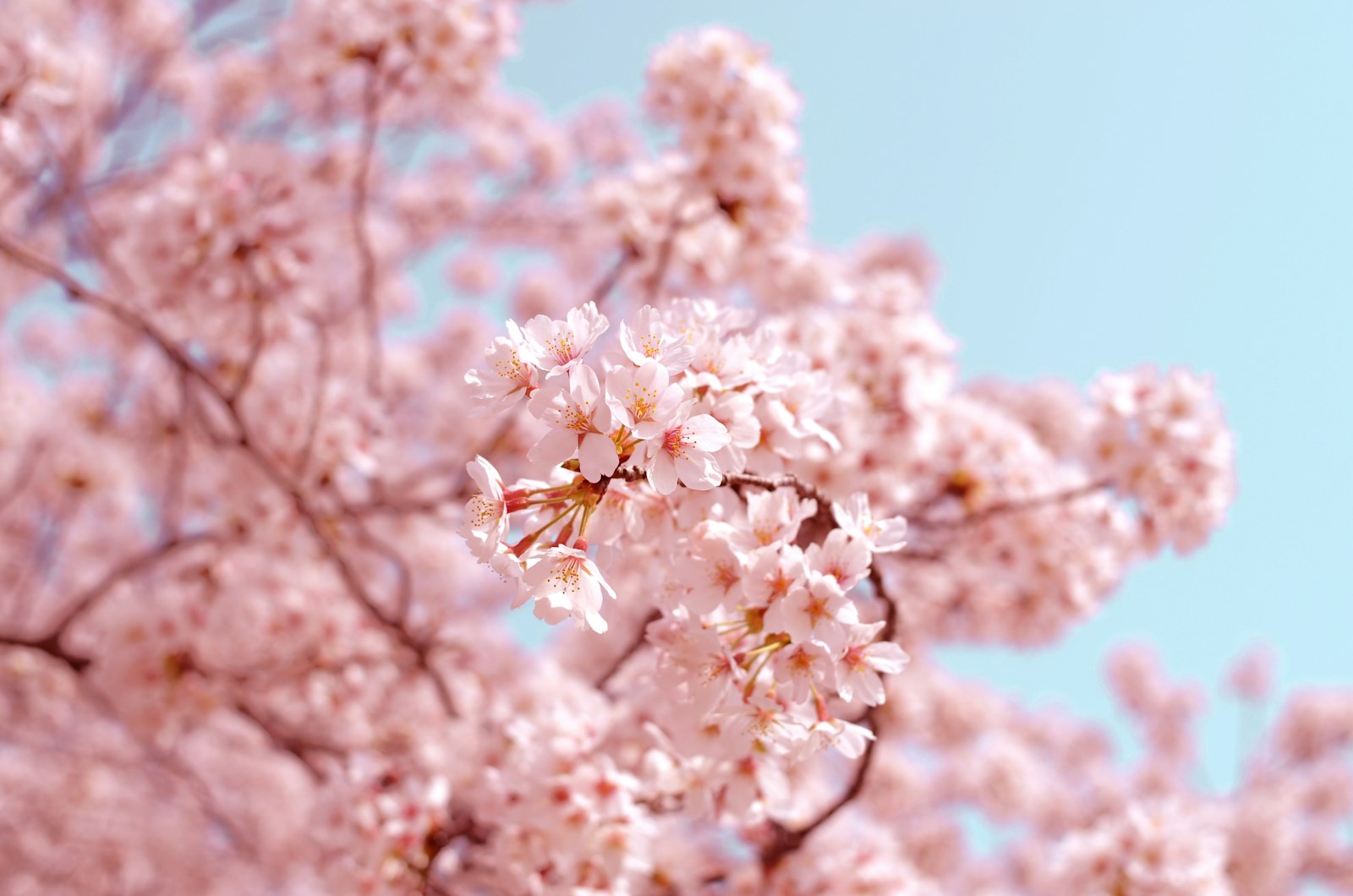 Introduction — Japan travel