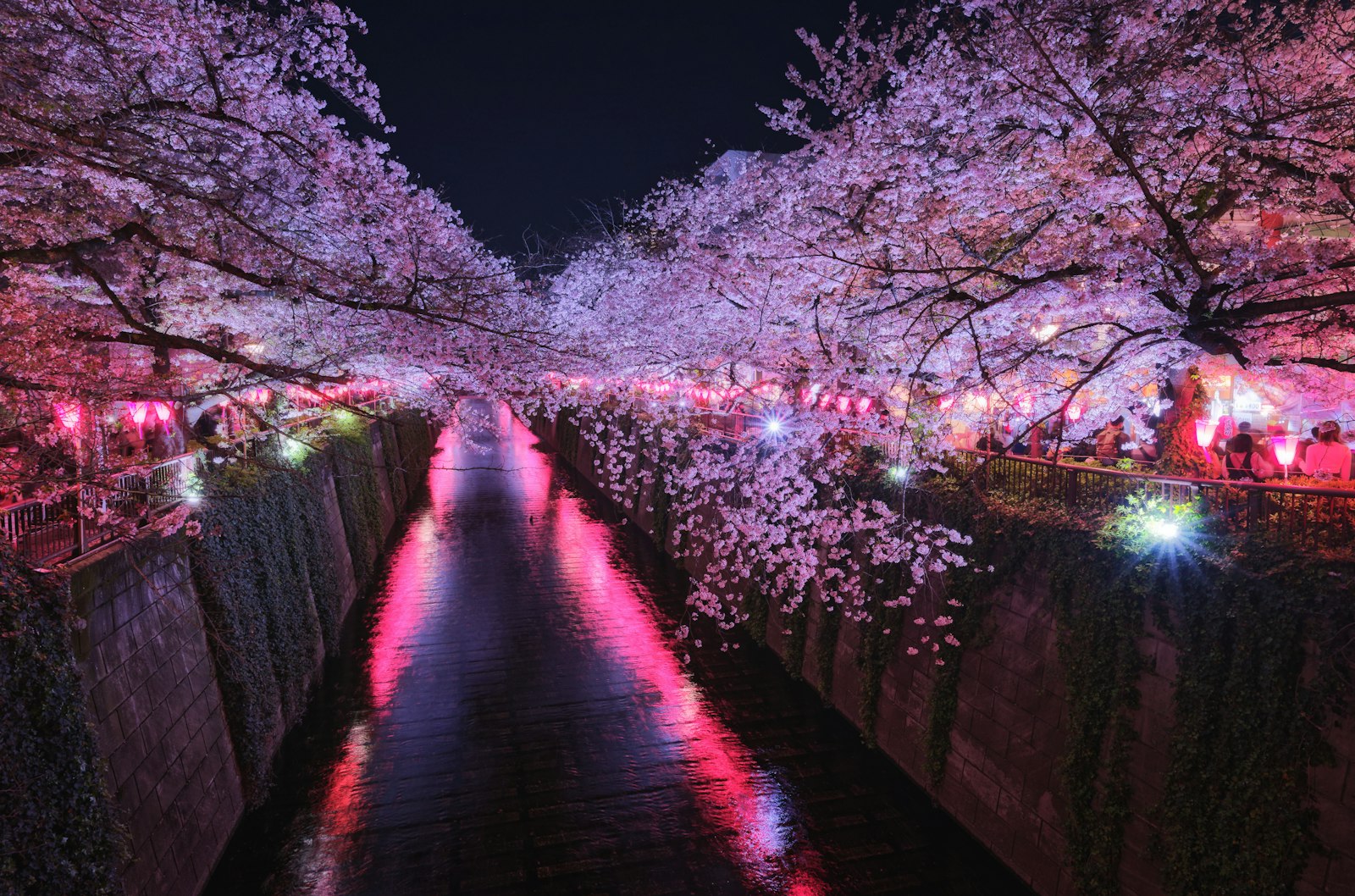 ：yozakura night cherry blossoms Rikugien Tokyo