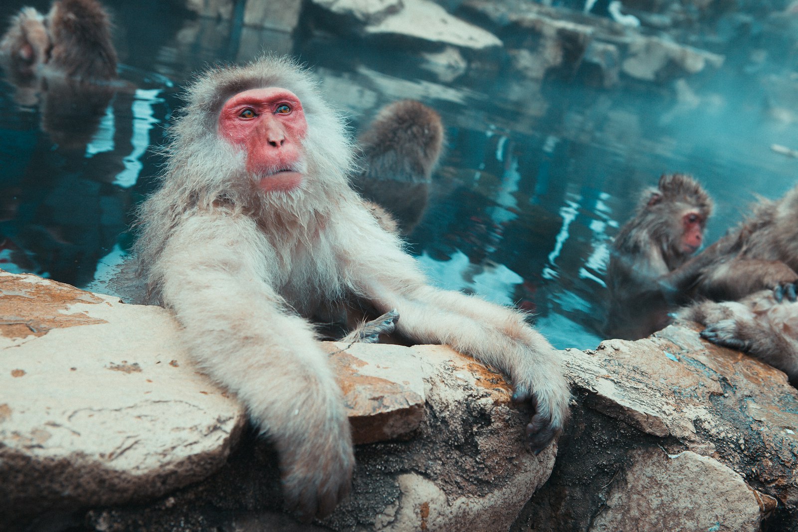 :japan nature jigokudani snow monkey hot spring nagano
