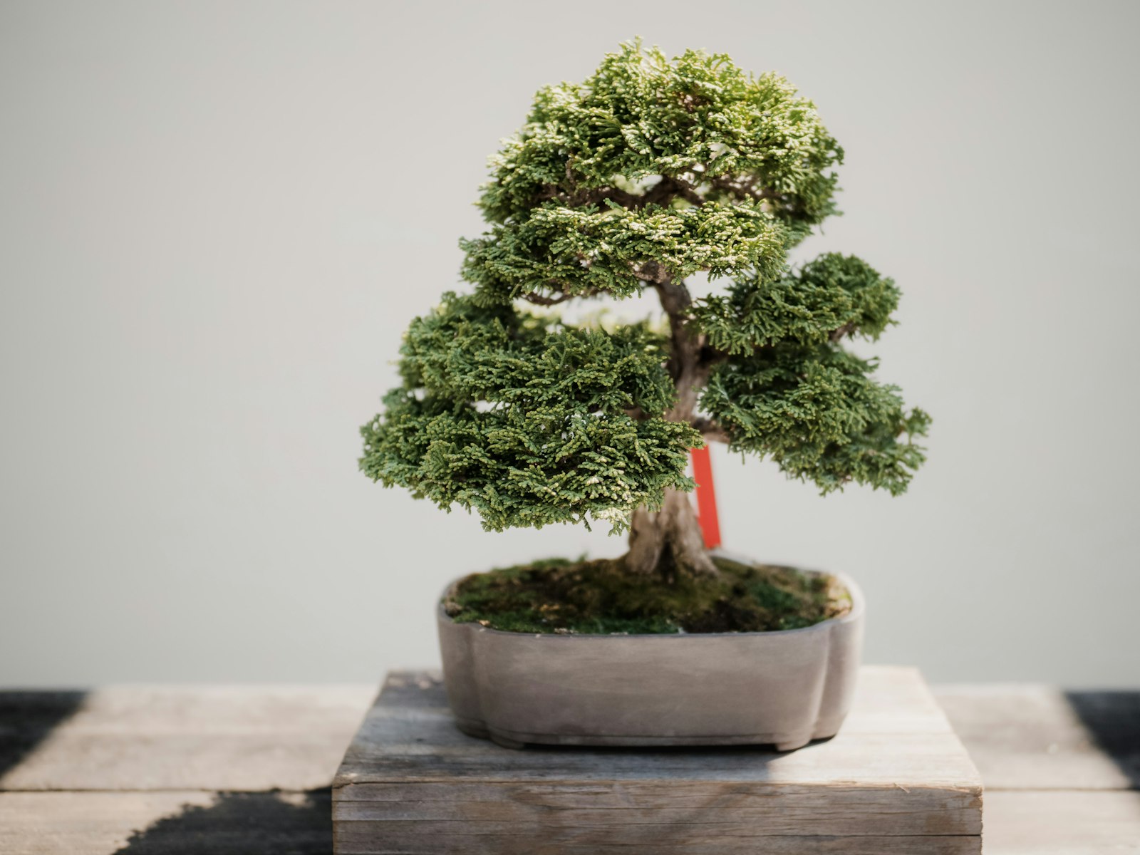 :bonsai styles formal upright pine tree