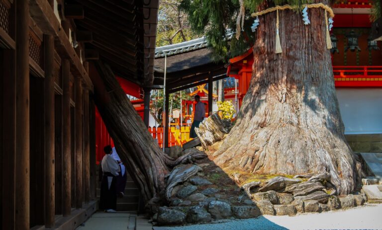 a large tree with a large trunk