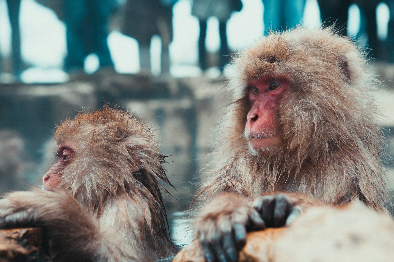 :japan zoo naturalistic enclosure bio-zone
