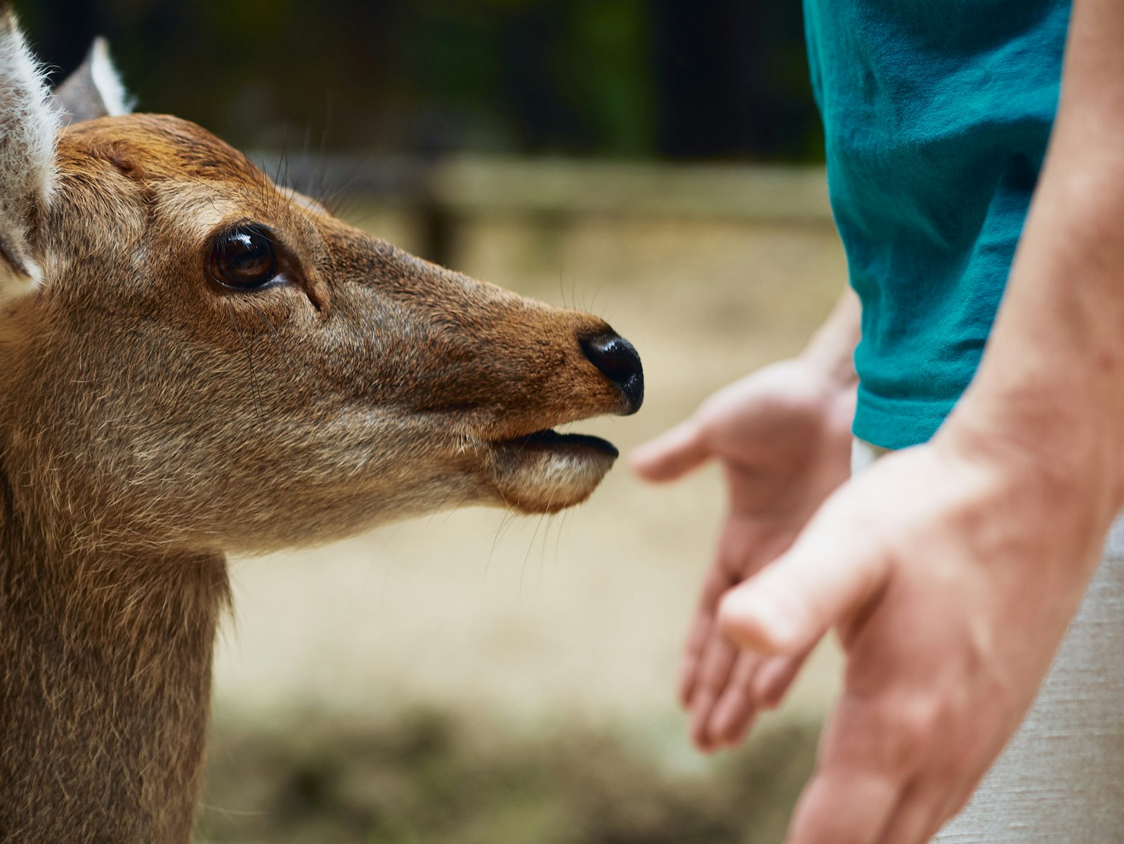 Evaluating Animal Welfare in Japanese Zoos — Japan travel