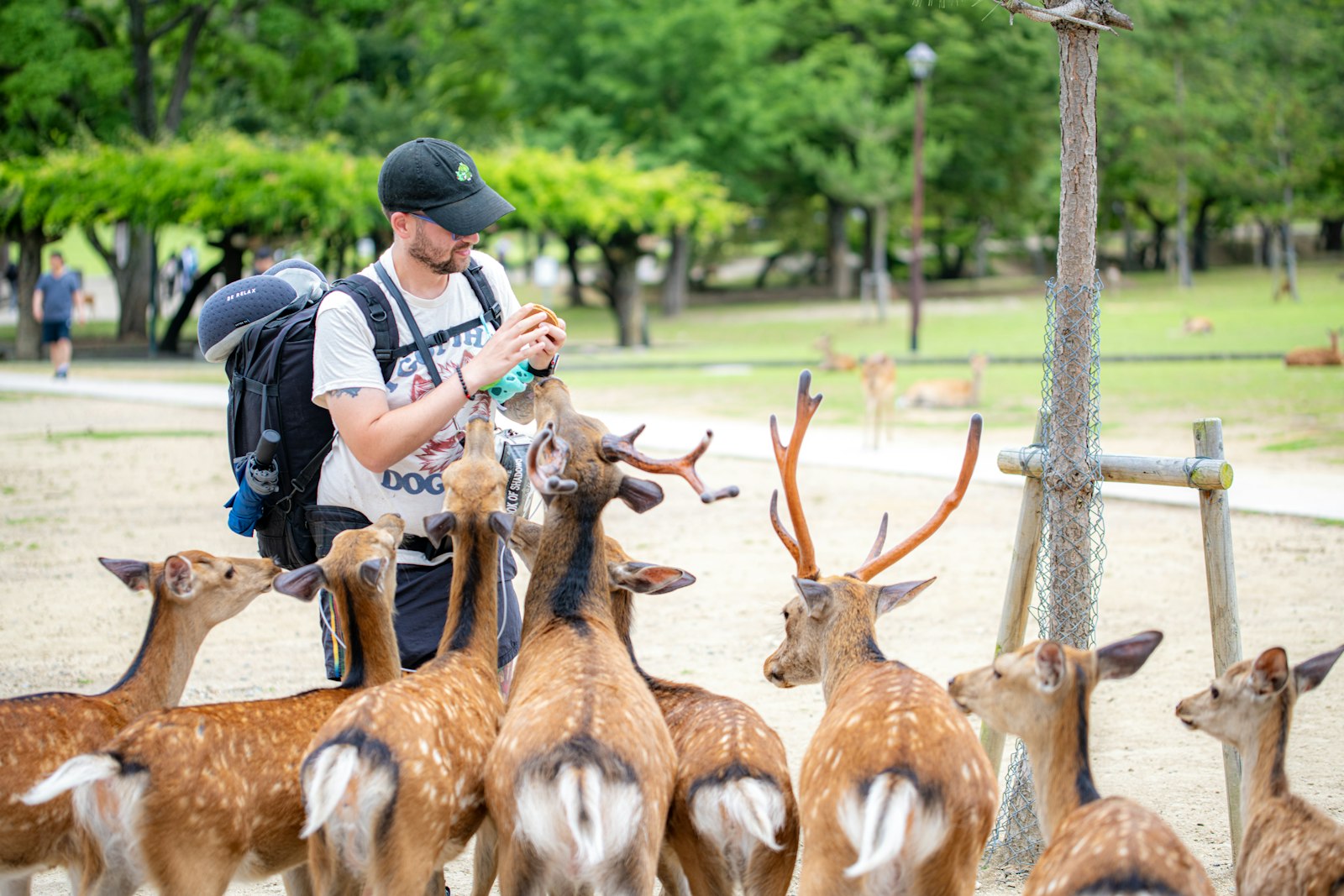 A man with a backpack feeding deer in a park