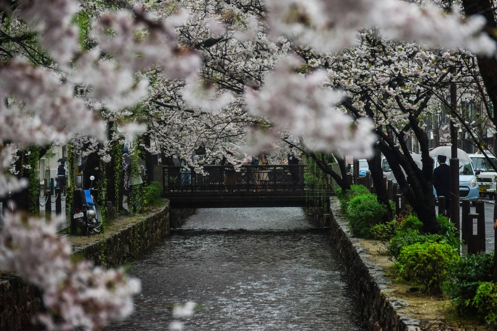 :Gion Kyoto Shinbashi Street canal cherry blossoms