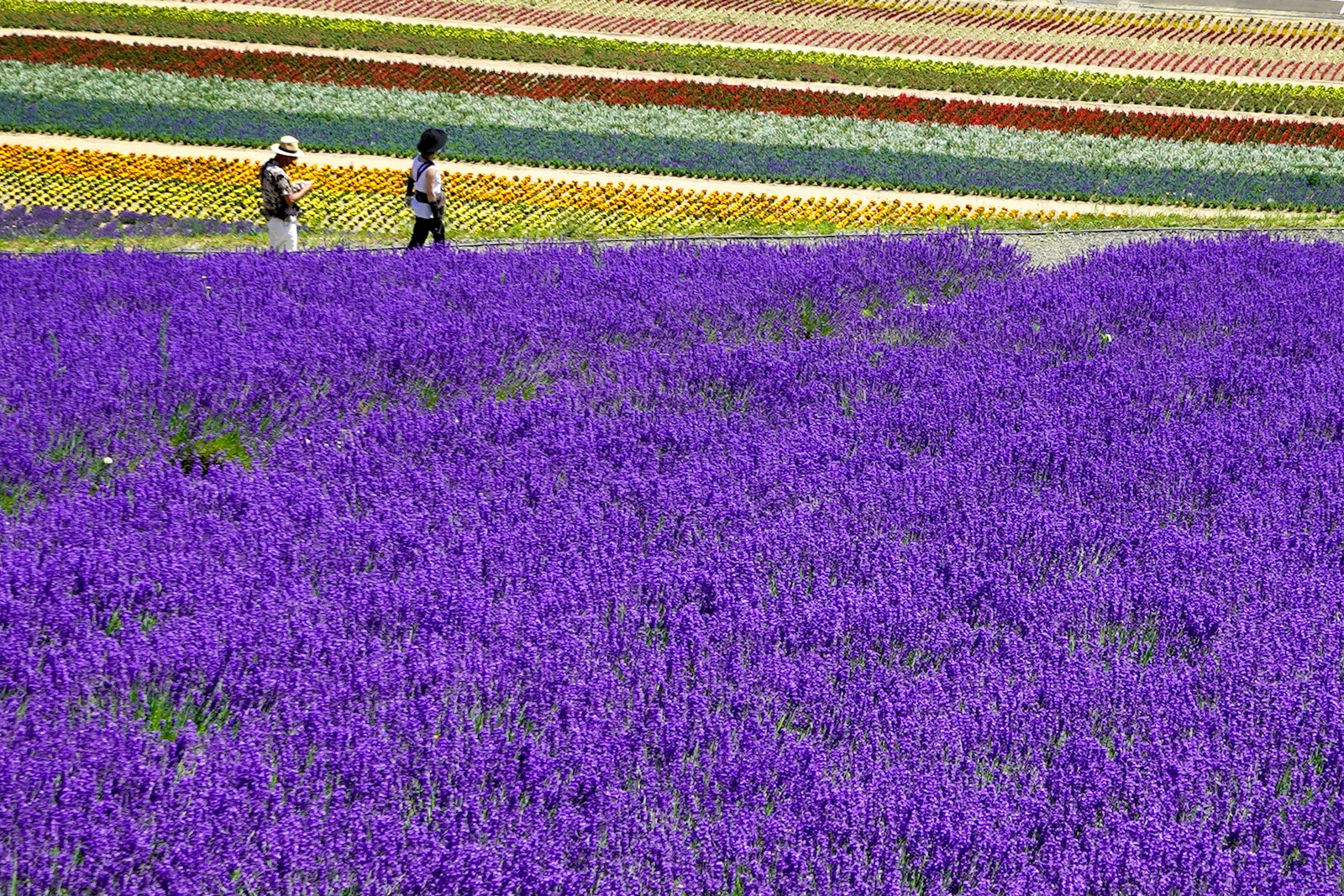:things to do in hokkaido furano lavender fields farm tomita