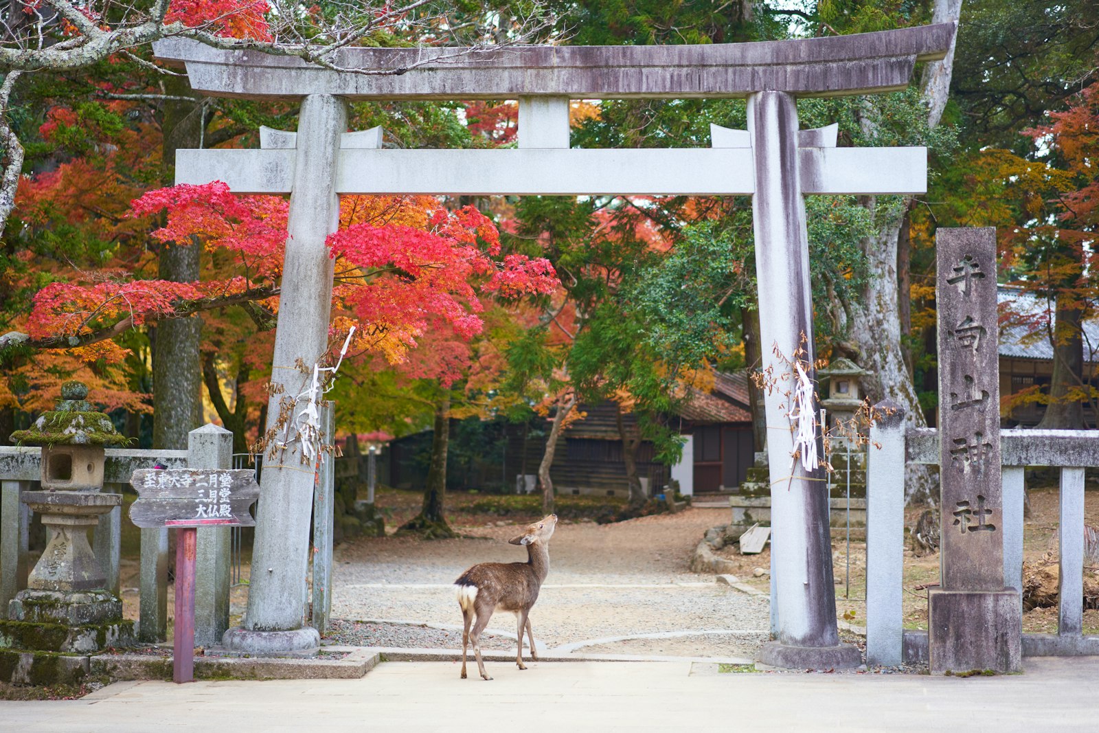 :nara deer bowing interesting facts about japan