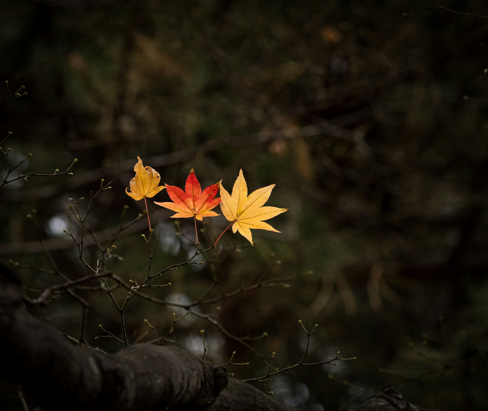 Introduction — Japan travel