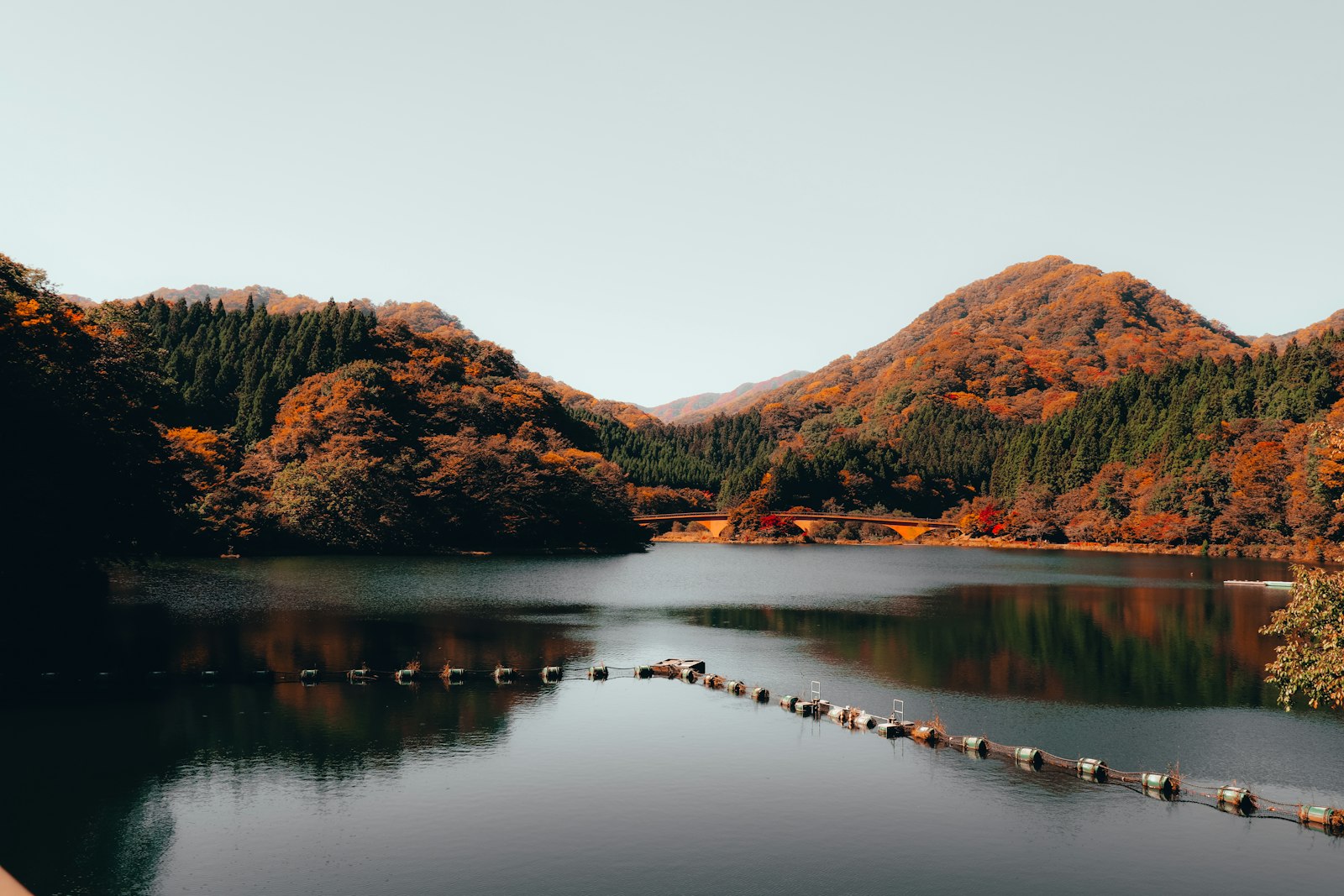 ：autumn leaves Tokyo Rikugien garden