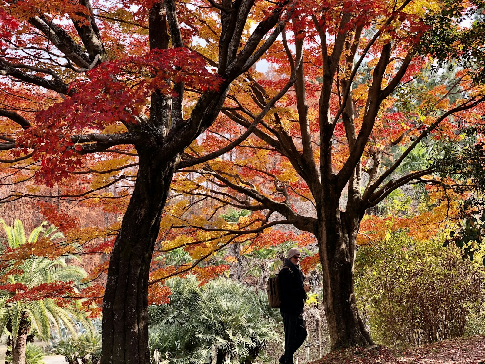 ：autumn leaves Kyoto Tofukuji temple