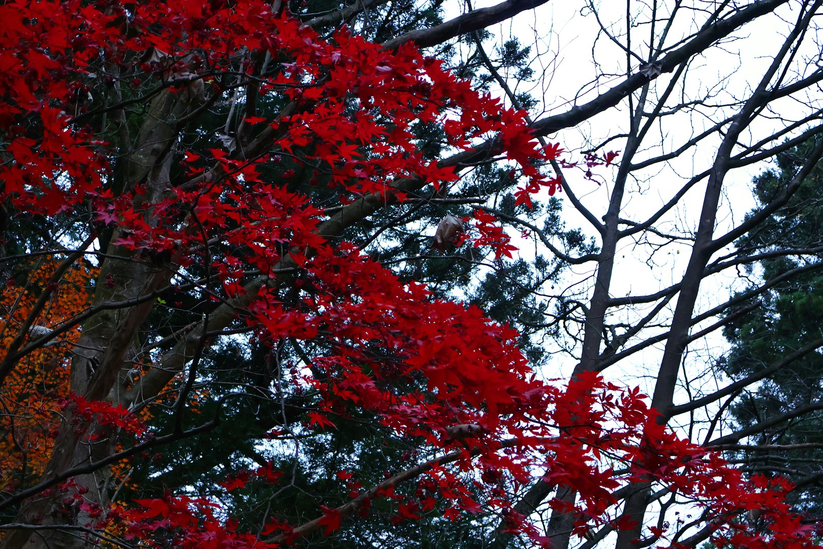 ：Nikko autumn leaves Japan