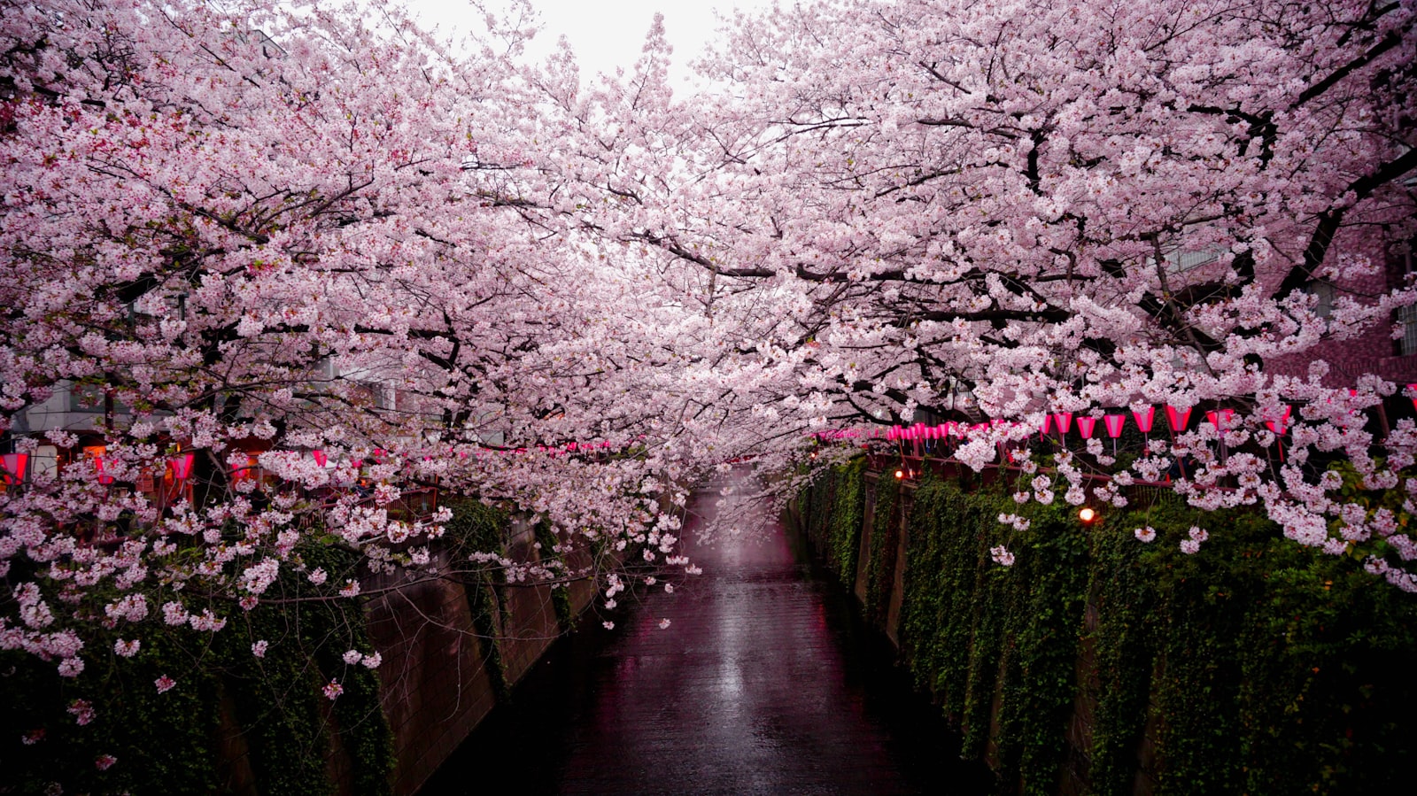 :best places to see cherry blossoms japan tokyo night