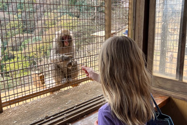 Kyoto: Arashiyama Unveiled – Bamboo, Temple, Matcha, Monkeys