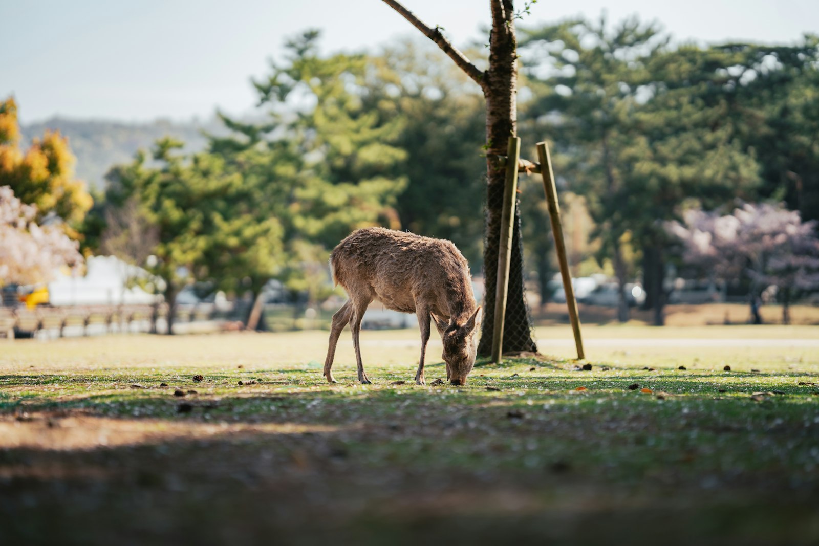 ：nara deer park bowing deer feeding crackers