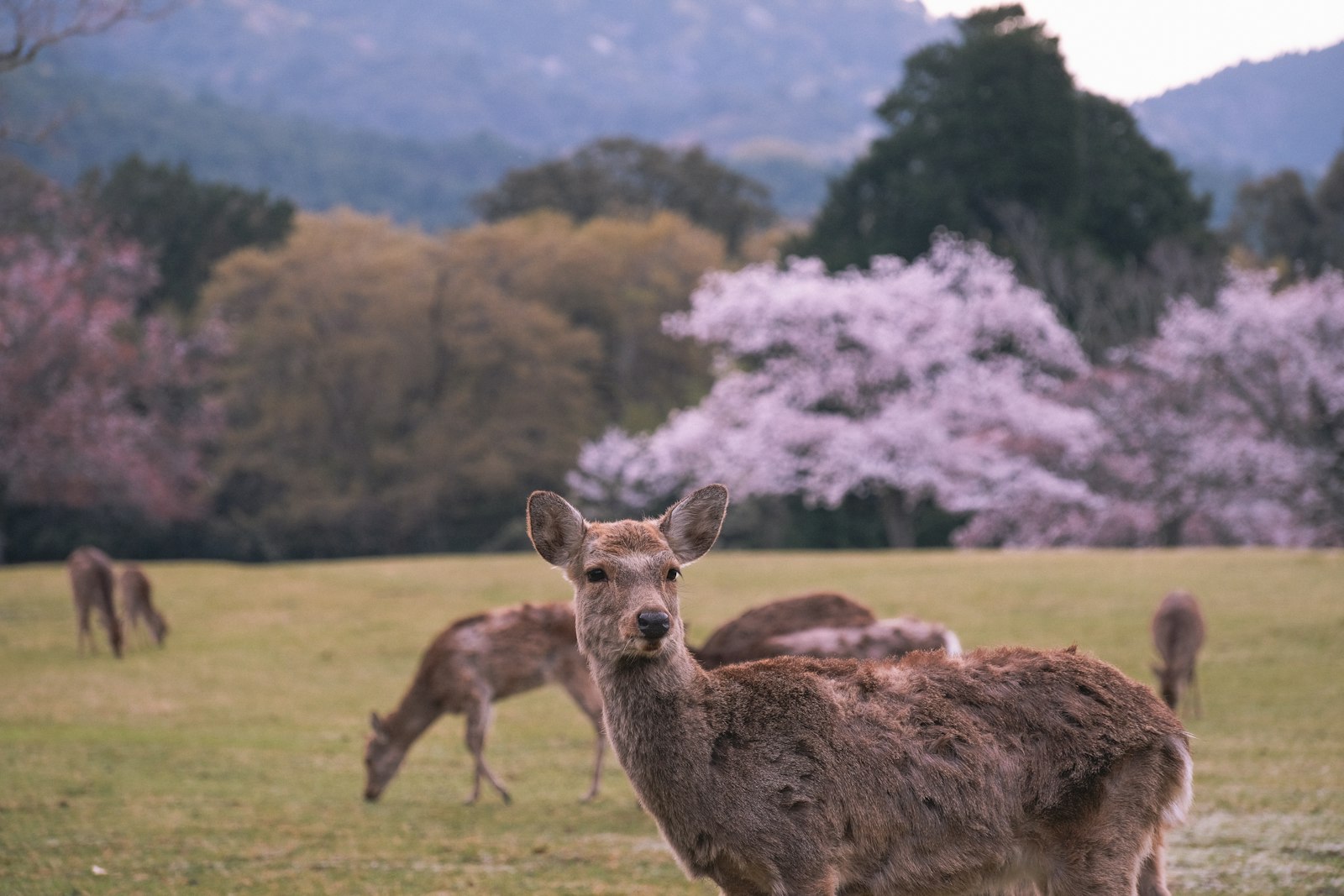 Meeting Nara's Sacred Deer — Japan travel