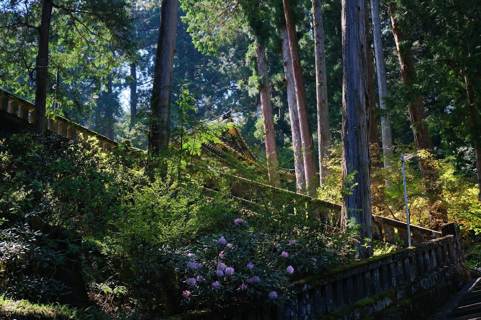 Sunlit forest path with wooden railing and lush greenery