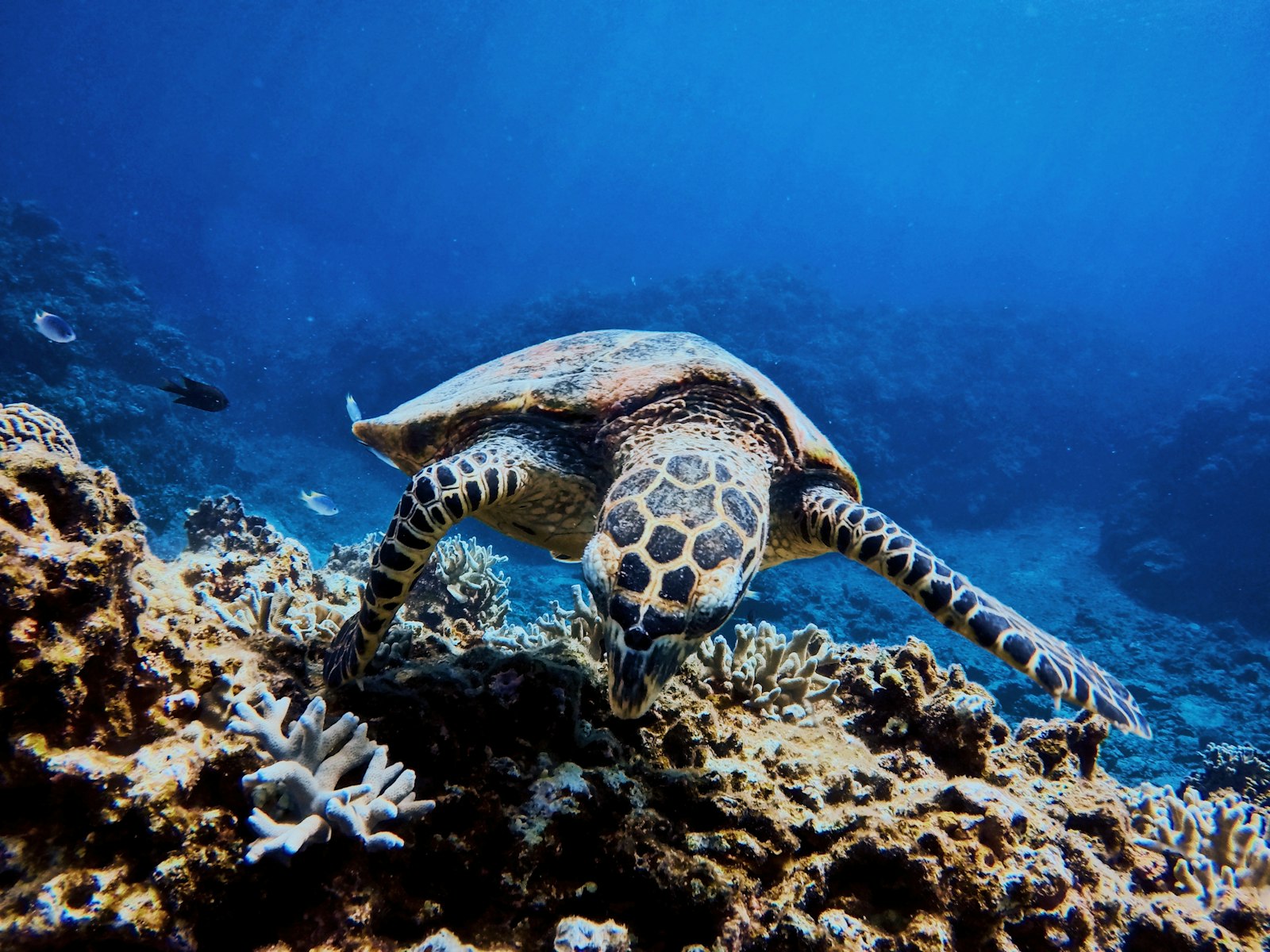 ：okinawa snorkeling coral reef sea turtle