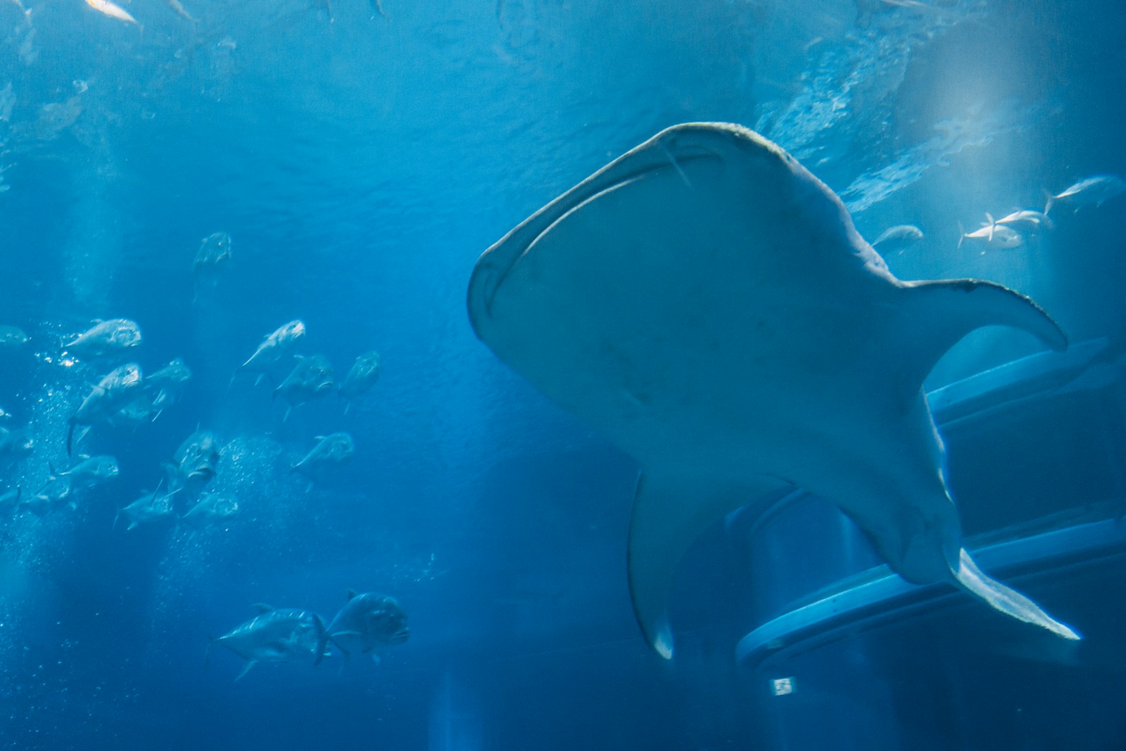 :osaka aquarium kaiyukan whale shark tank