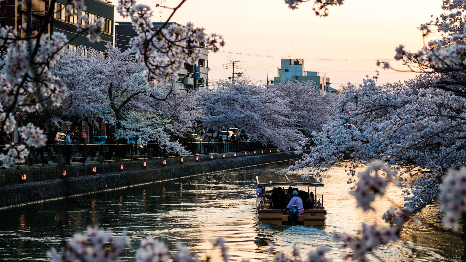 ：philosophers path kyoto canal cherry blossom